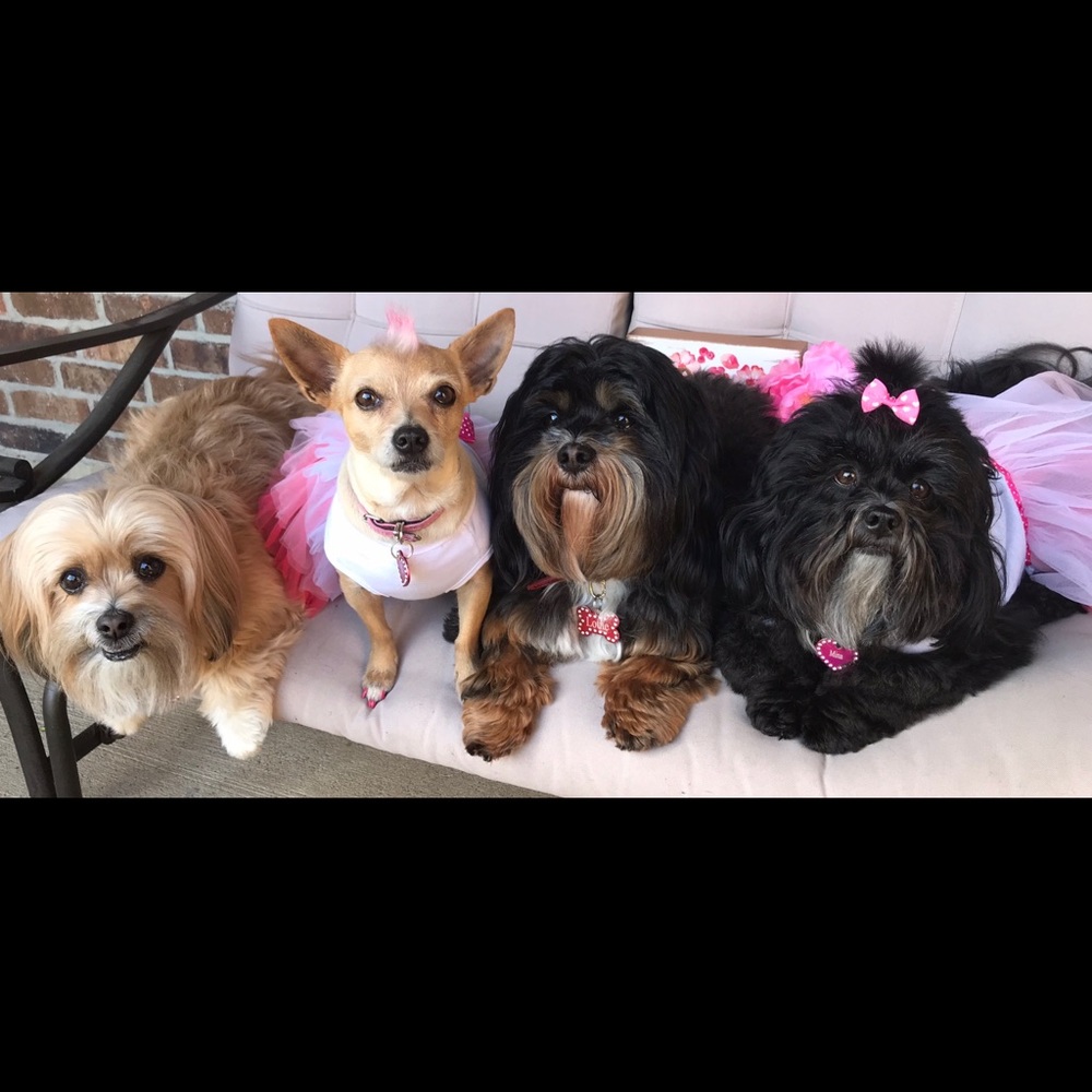 Meet your Posher, Judi. Dog Mom Of 5 Rescues 🐶